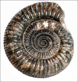 Fossil large